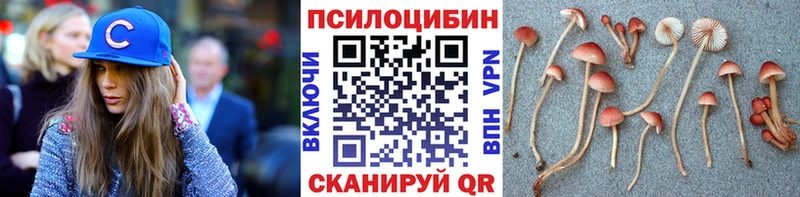 где можно купить   Почеп  Галлюциногенные грибы Psilocybine cubensis 